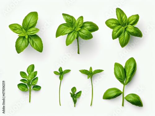 Top View Set of Fresh Basil Leaves, Twigs, and Tips isolated on white background