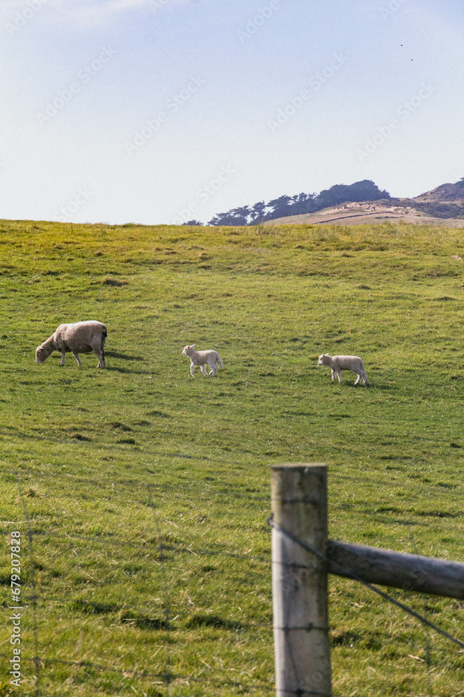 Naklejka premium flock of sheep on the green field
