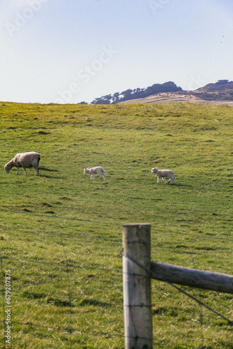 flock of sheep on the green field 