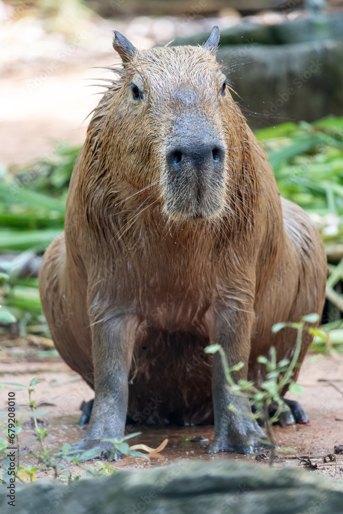 The capybara (Hydrochoerus hydrochaeris) The capybara (Hydrochoerus hydrochaeris)