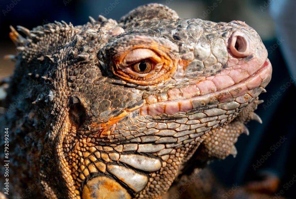 Fototapeta premium a large iguan lizard with big eyes and sharp teeth