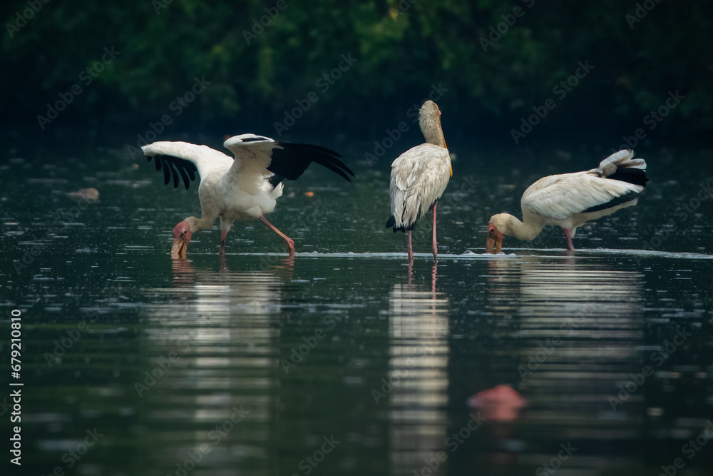 Obraz premium a goup of milky stork bird mycteria cinerea searching for food on shallow water with reflection, natural bokeh background