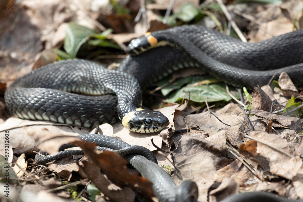 Grass snake lies on old foliage. Close up Grass snake lies on old foliage. Close up