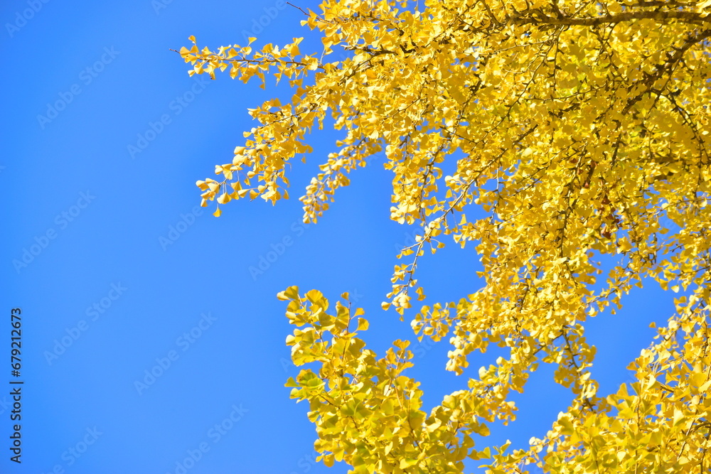 Obraz premium 筒賀の大銀杏 イチョウ 銀杏 広島 