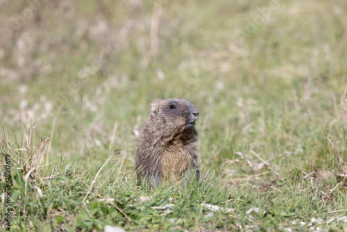 Bobak marmot stand on a grass on summer day