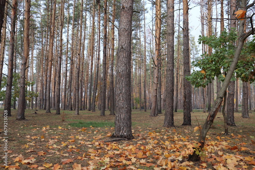 Coniferous forest with young oak trees at autumn. Coniferous forest with young oak trees at autumn.