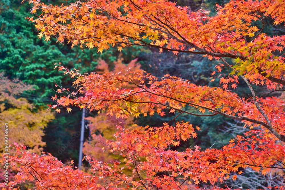 紅葉　奥津渓　岡山　岡山県　秋　もみじ