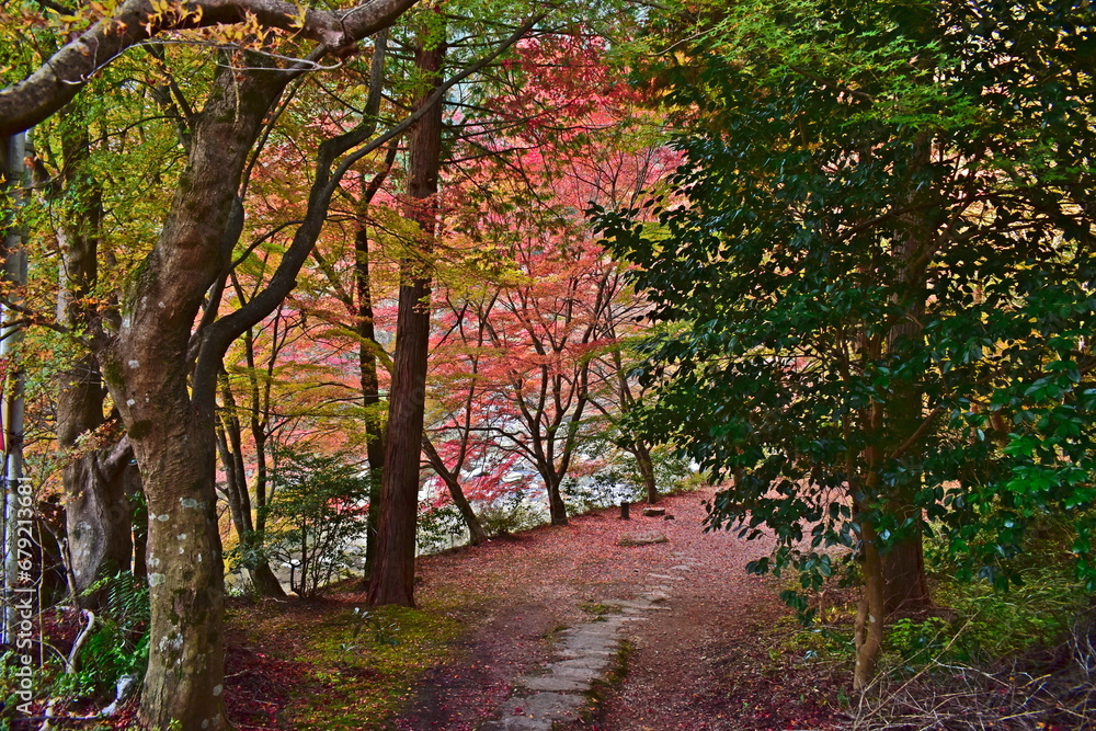 Naklejka premium 紅葉 奥津渓 岡山 岡山県 秋 もみじ