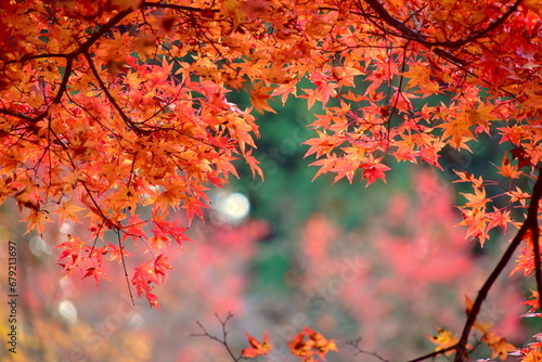 紅葉 奥津渓 岡山 岡山県 秋 もみじ