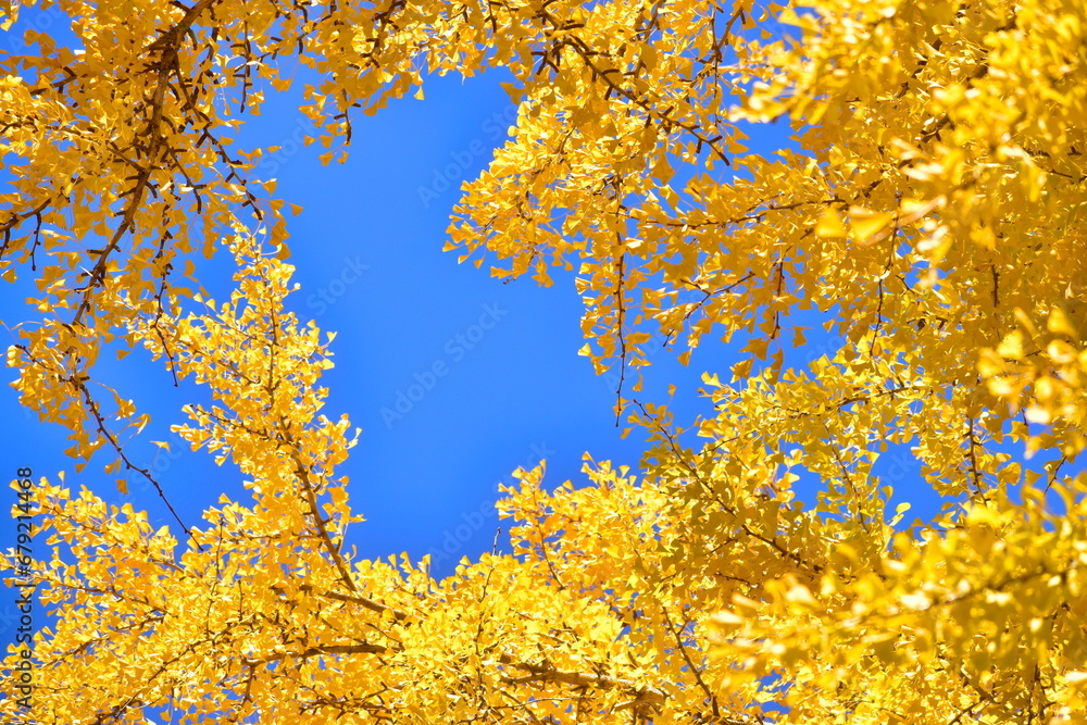 Fototapeta premium 三田神社 銀杏 イチョウ 岡山 岡山県 秋
