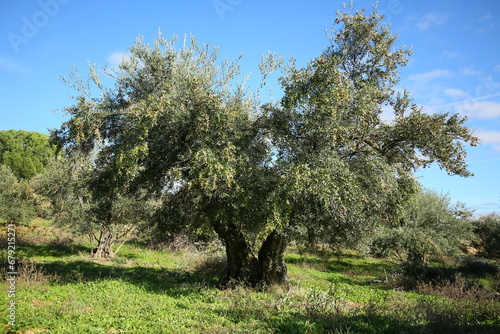 olivos y aceitunas
