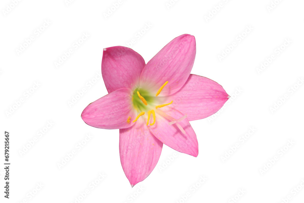 Delicate lily petals in a single flower Delicate lily petals in a single flower