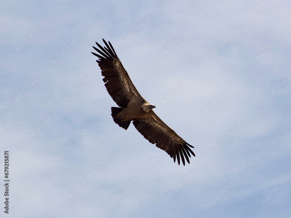vulture in flight vulture in flight