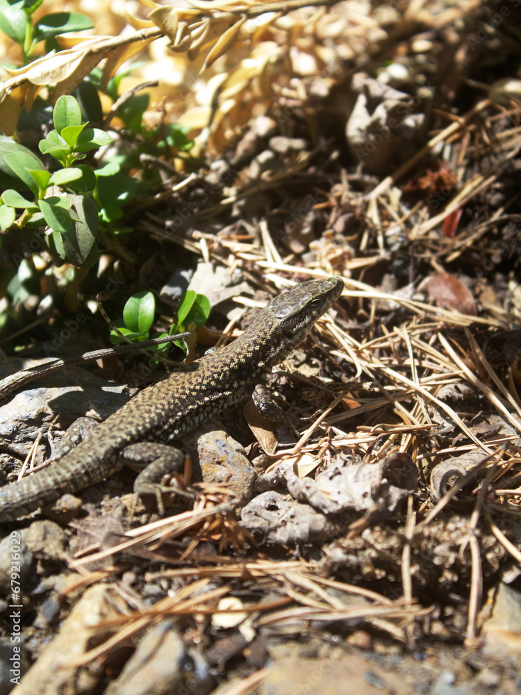 lizard on the stone lizard on the stone