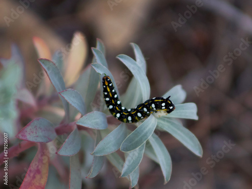 Caterpillar in a flower