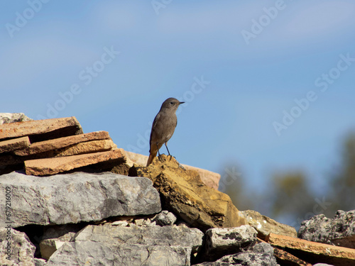 bird on the rocks
