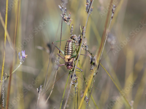 Insect on a flower
