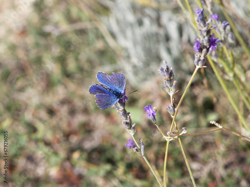 Butterfly in a flower