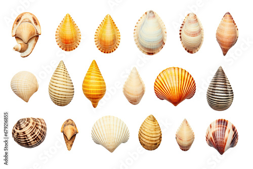 a collection of seashells isolated on a transparent background, generative ai