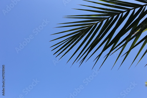 palm branch against blue sky