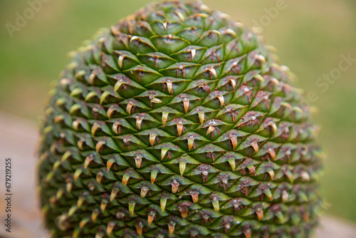 Bola verde de pinha de pinhão da árvore araucária  photo