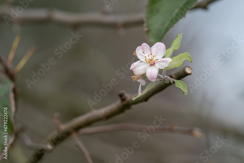 Apple blossom on a tree branch.