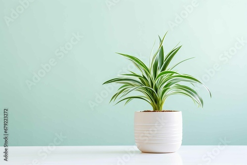 Cute potted Spider Plant, minimal background, depth of field, bright natural lighting, vast copy space