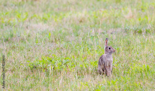 cute bunny on a meadow  © kgo3121