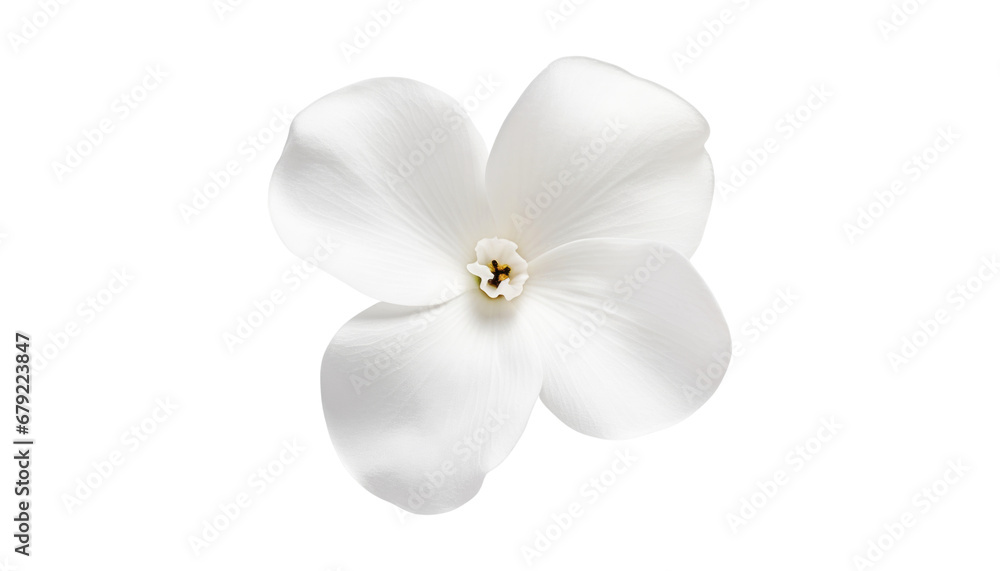 white orchid flower isolated on transparent background cutout white orchid flower isolated on transparent background cutout