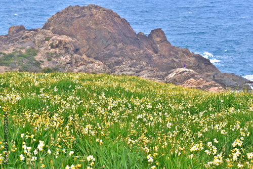 唐音水仙公園　島根　水仙 photo