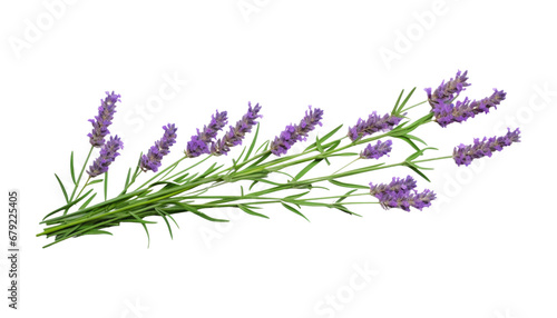 bunch of lavender isolated on transparent background cutout