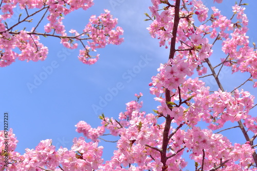 河津桜 笠戸島 春 山口