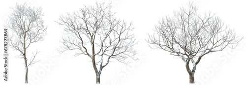 Seasonal trees shapes cover by snowy isolated on transparent backgrounds 3d rendering png photo