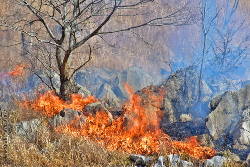 秋吉台 山焼き 山口