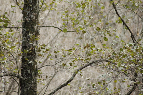 Otoño photo