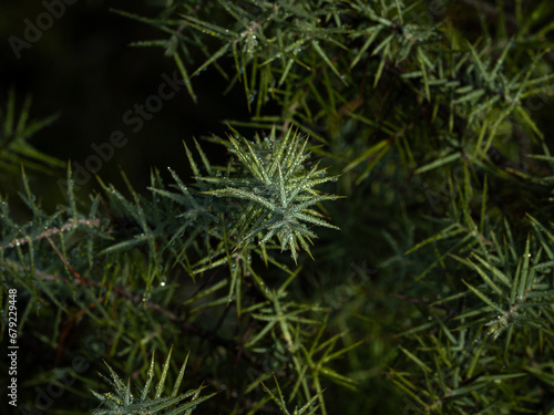 épines de pins sur une branche en Provence