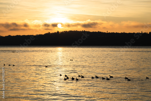 Flock of Canada geese seen in silhouette swimming in the St. Lawrence River during a fall golden hour sunrise, Quebec City, Quebec, Canada