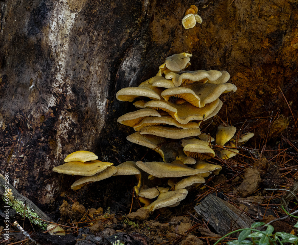 Fototapeta premium Grappe de champignons accrochés à un tronc d'arbre, étalés en étages superposés