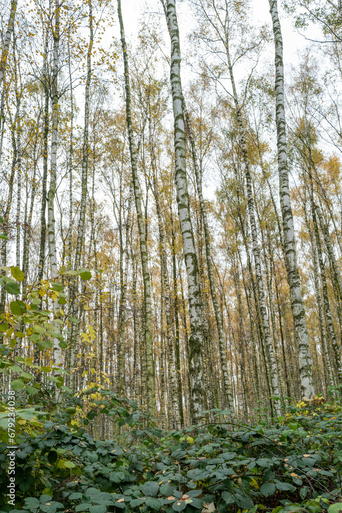 pioneer plant, new birch forest emerges pioneer plant, new birch forest emerges