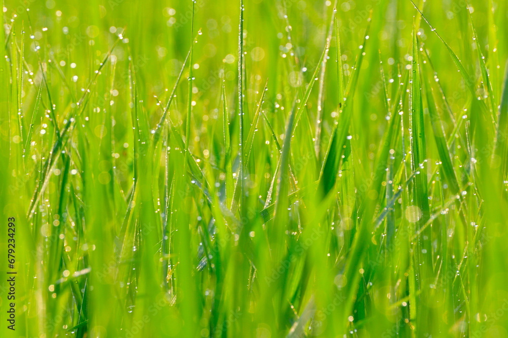 Obraz premium 稲穂イメージ