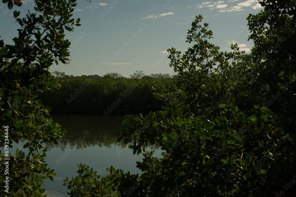  bay mangrove water sunny day Florida with reflections. Blue sky and green trees.