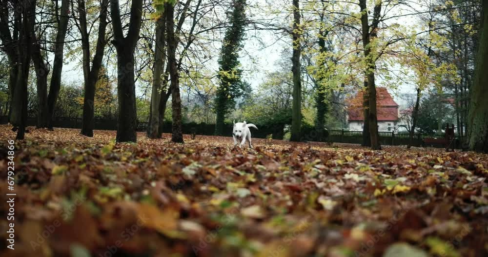 Labrador dog running , through autumn leaves Labrador dog running , through autumn leaves