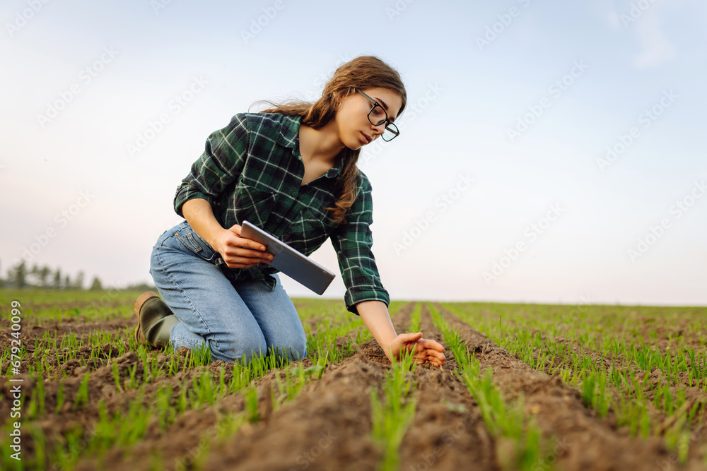 A woman agronomist examines new sprouted shoots in the field using a digital tablet. Woman farmer working with a modern tablet on a green field.