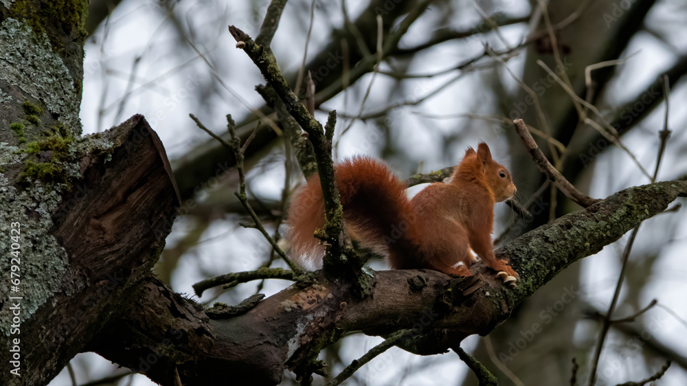 Eichhörnchen im Baum, Nahrungssuche, Eichhörnchen auf Ast Eichhörnchen im Baum, Nahrungssuche, Eichhörnchen auf Ast