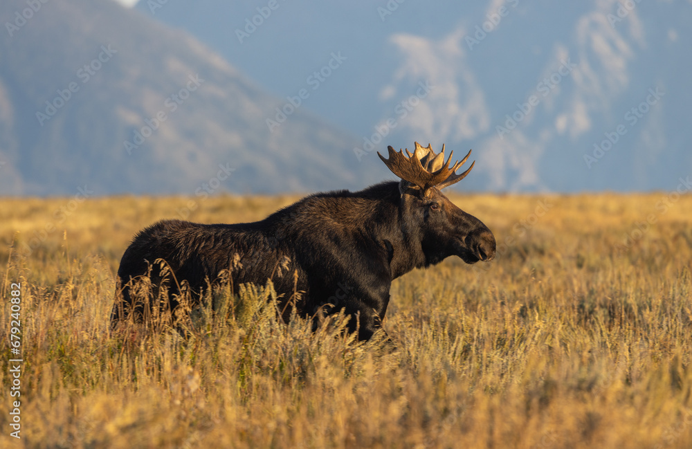 Young Bull Moose During the fall Rut in wyoming