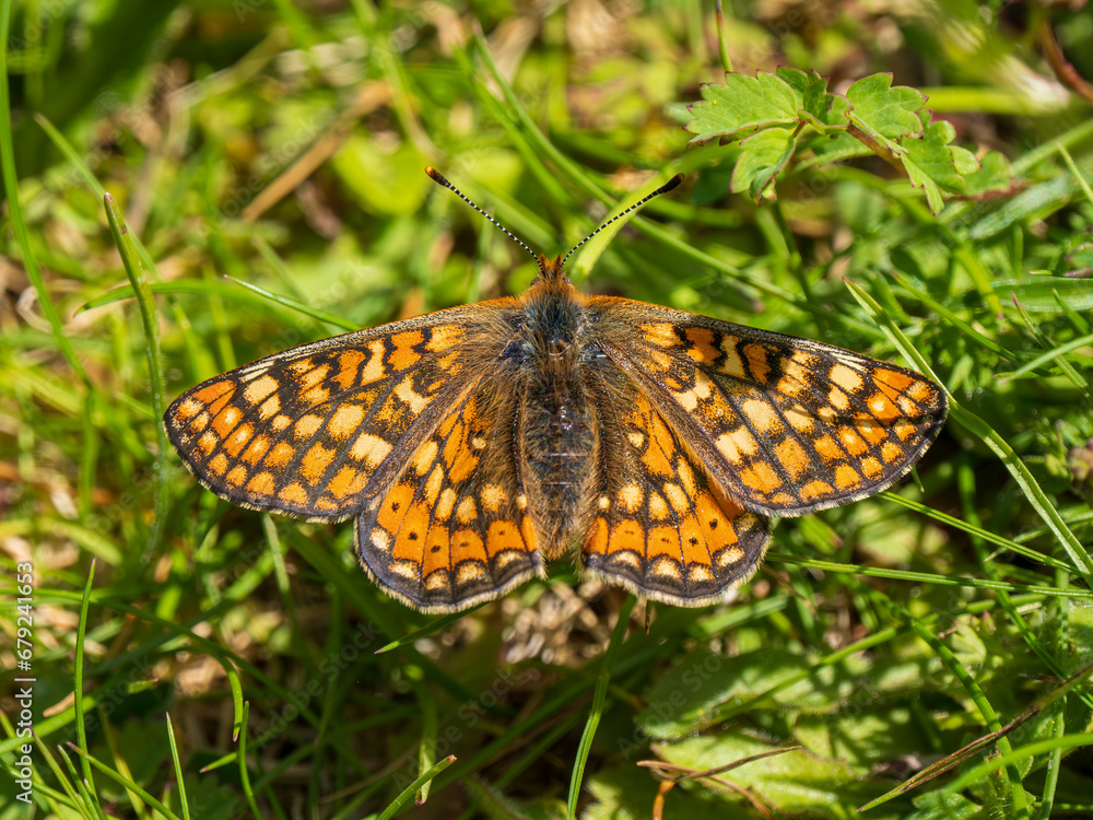 Fototapeta premium Marsh Fritillary Butterfly With its Wings Open