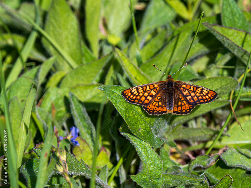 Marsh Fritillary Butterfly With its Wings Open Marsh Fritillary Butterfly With its Wings Open