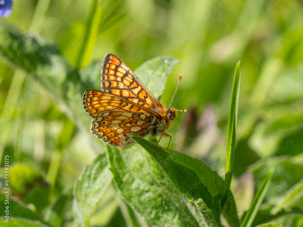 Marsh Fritillary Butterfly With its Wings Open Marsh Fritillary Butterfly With its Wings Open