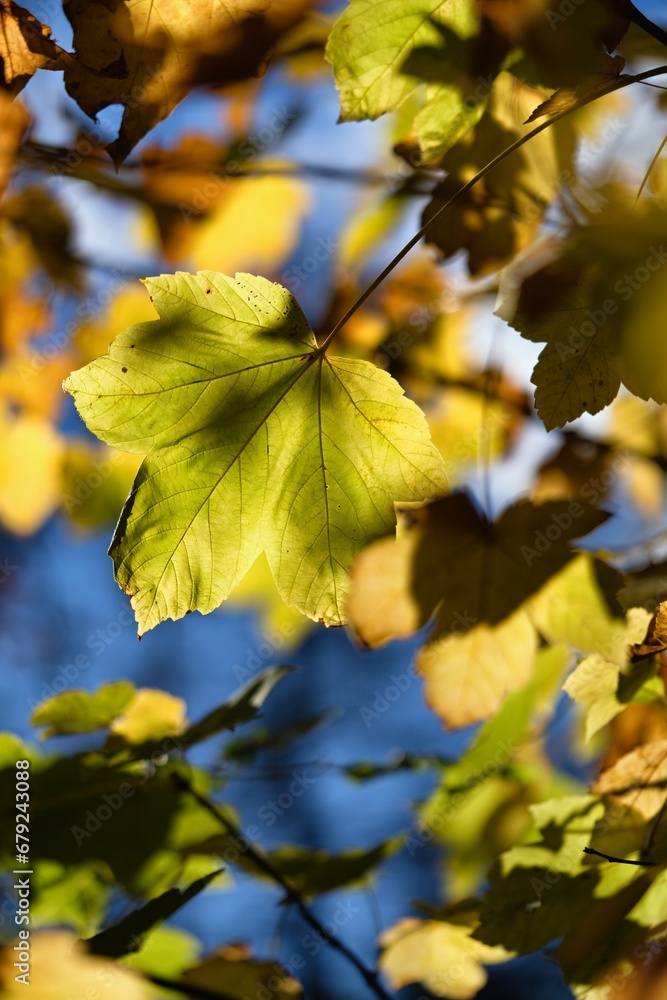 Close up photo of yellow maple leaf. Autumn colors. 