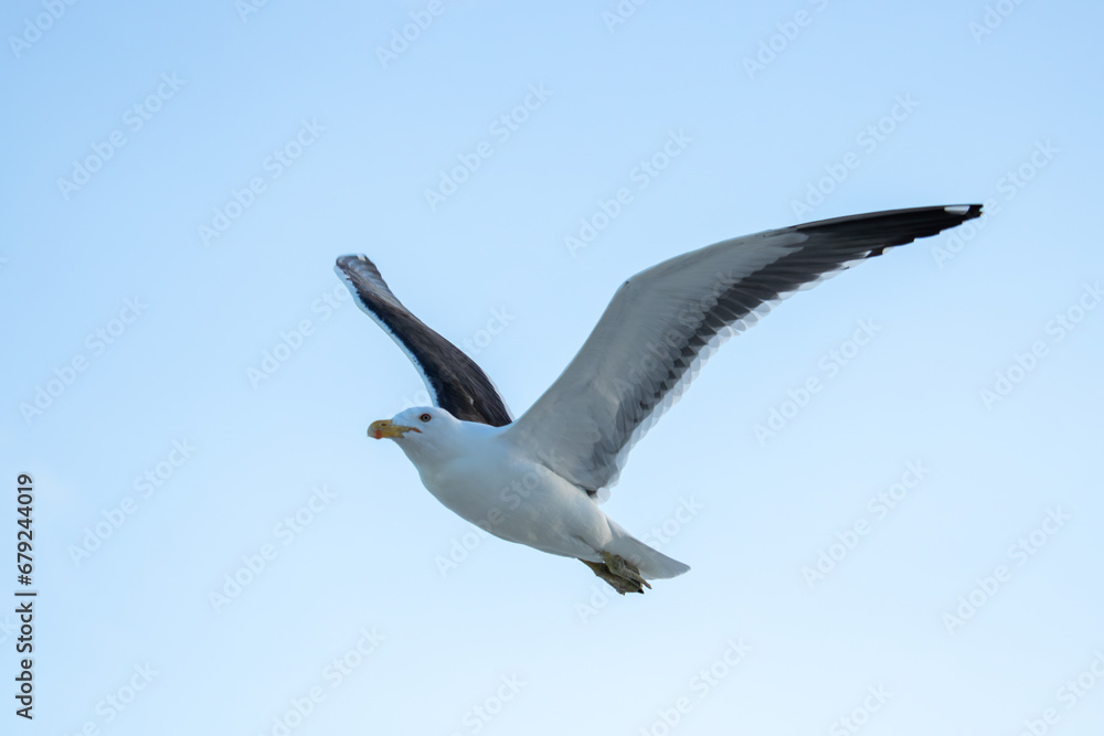 Seagull on Barra da Tijuca beach in Rio de Janeiro Seagull on Barra da Tijuca beach in Rio de Janeiro